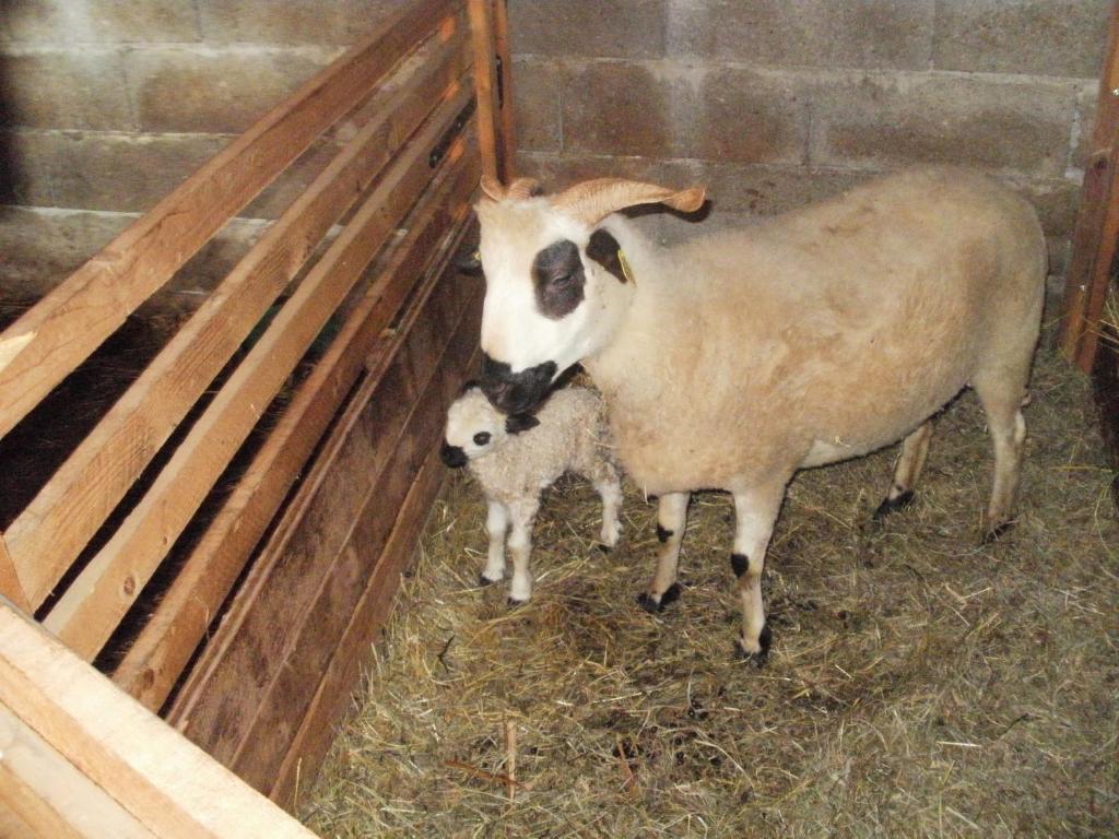 Abondance Chambre D'Hote La Petite Bergerie מראה חיצוני תמונה